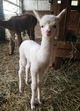 2014 female cria on Birthday