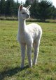 2010 female cria - Lakota