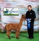 1ST Place IL Alpaca Show