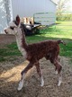 MRG female cria 5 days old