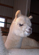 male cria - Kingston  Sold