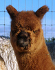 female cria - Summer 2x Champion