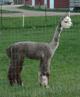 Blue Ribbon cria - Ruby