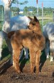 2xChampion cria - Molly