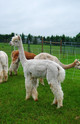 female cria - Andeluzia