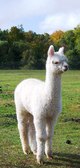 11-Male Cria