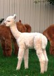 12-Male Cria Aitkin