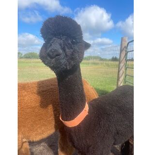 Alpaca Llama 1 Head Face Domestic Animal Cattle Breed Breeder