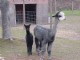 Mercury's Cria Miss Madison