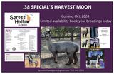 Photo of .38 Special's Harvest Moon