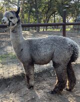 alpaca for sale