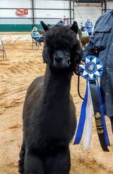 alpaca for sale