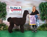 alpaca for sale