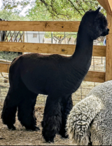 alpaca for sale