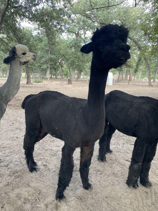 alpaca for sale