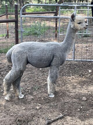 alpaca for sale