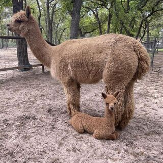 alpaca for sale