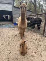 alpaca for sale