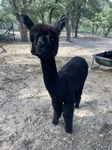 alpaca for sale