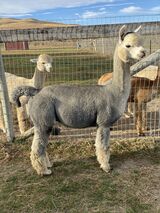 alpaca for sale