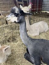 alpaca for sale