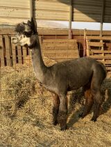 alpaca for sale