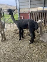 alpaca for sale