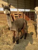 alpaca for sale