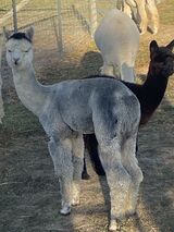 alpaca for sale