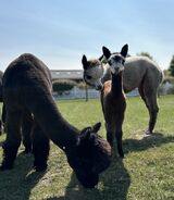 alpaca for sale