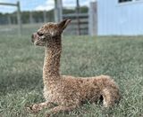 alpaca for sale