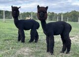 alpaca for sale