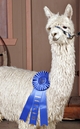 Southwest Regional Alpaca Show 2005