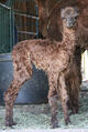 alpaca for sale