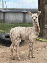 alpaca for sale