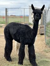 alpaca for sale