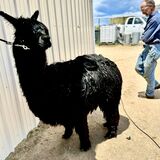 alpaca for sale