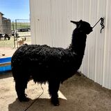 alpaca for sale