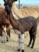 alpaca for sale