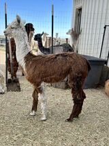 alpaca for sale