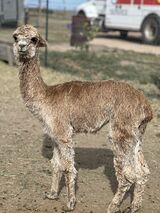 alpaca for sale