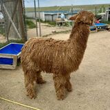 alpaca for sale