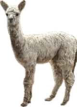 alpaca for sale