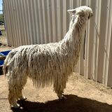 alpaca for sale