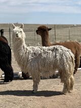 alpaca for sale