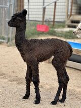 alpaca for sale