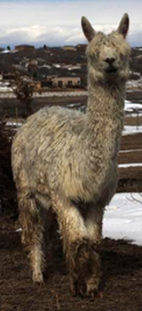 alpaca for sale