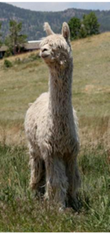 alpaca for sale