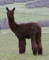 alpaca for sale