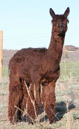 alpaca for sale